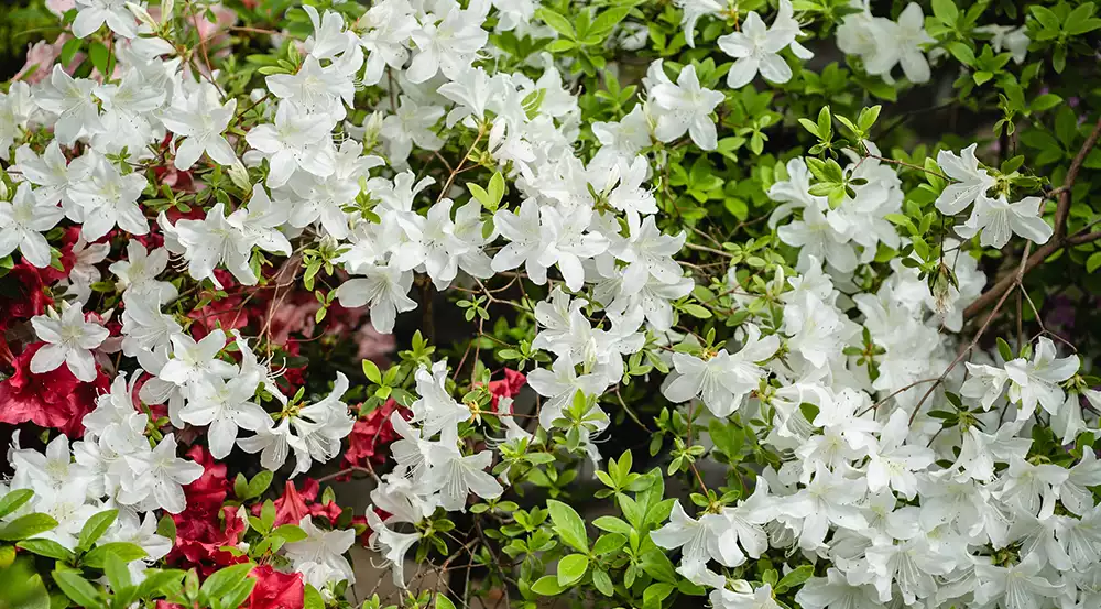 Gu A Cuidado De Las Azaleas Consejos Pr Cticos