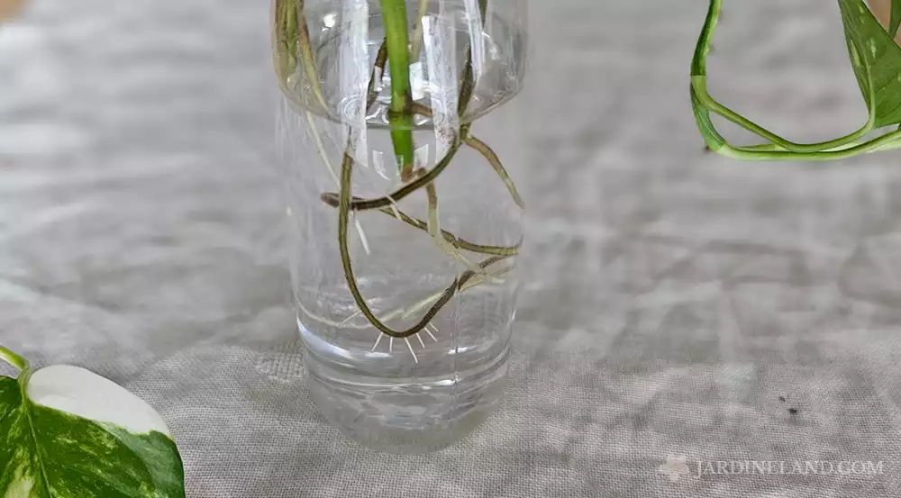 Esqueje En Agua Plantaspara Propagar En Agua