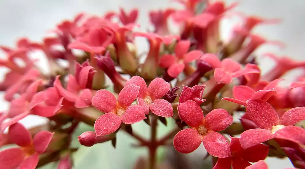 Kalanchoe Blossfeldiana Cuidados Específicos Jardineland