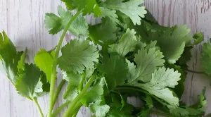 cilantro