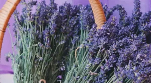 lavanda