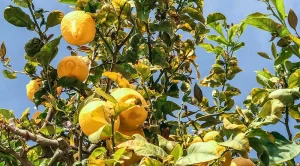 como transplantar un limonero