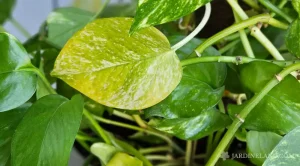 ¿Por qué mi poto tiene hojas amarillas? ¿cómo solucionarlo?