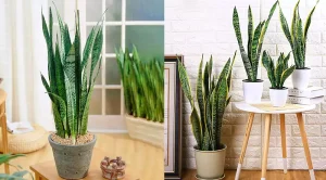 sansevieria