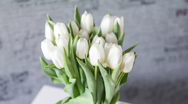 Tulipán blanco: la belleza pura de esta flor en tu jardín