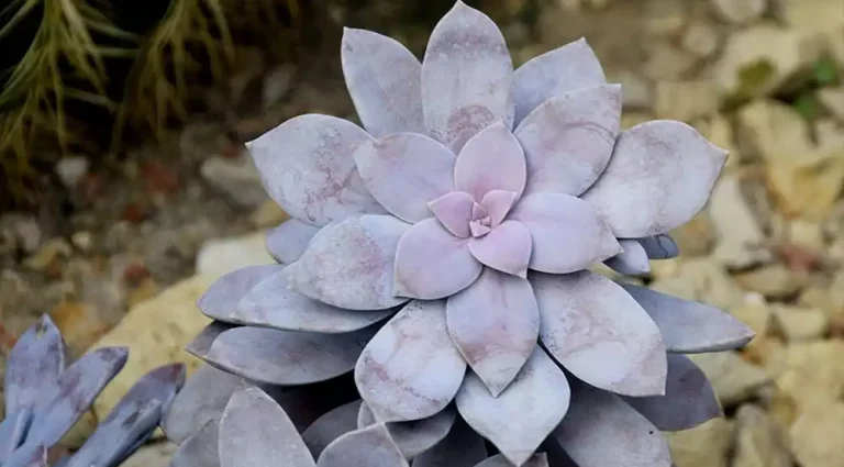 Graptopetalum Superbum