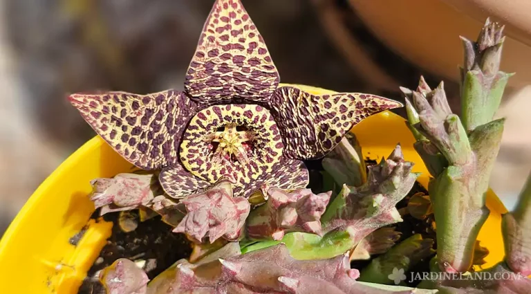 Orbea Variegata o flor de lagarto