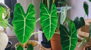 Planta oreja de elefante