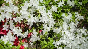 Cuidados de las azaleas