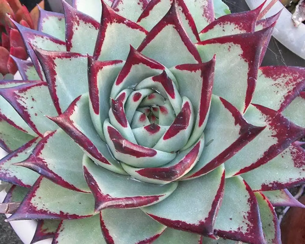 Echeveria Agavoides Ebony