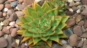 Echeveria Agavoides: Tu Nueva Suculenta Favorita