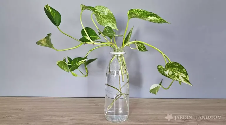 foto de esqueje de pothos en agua