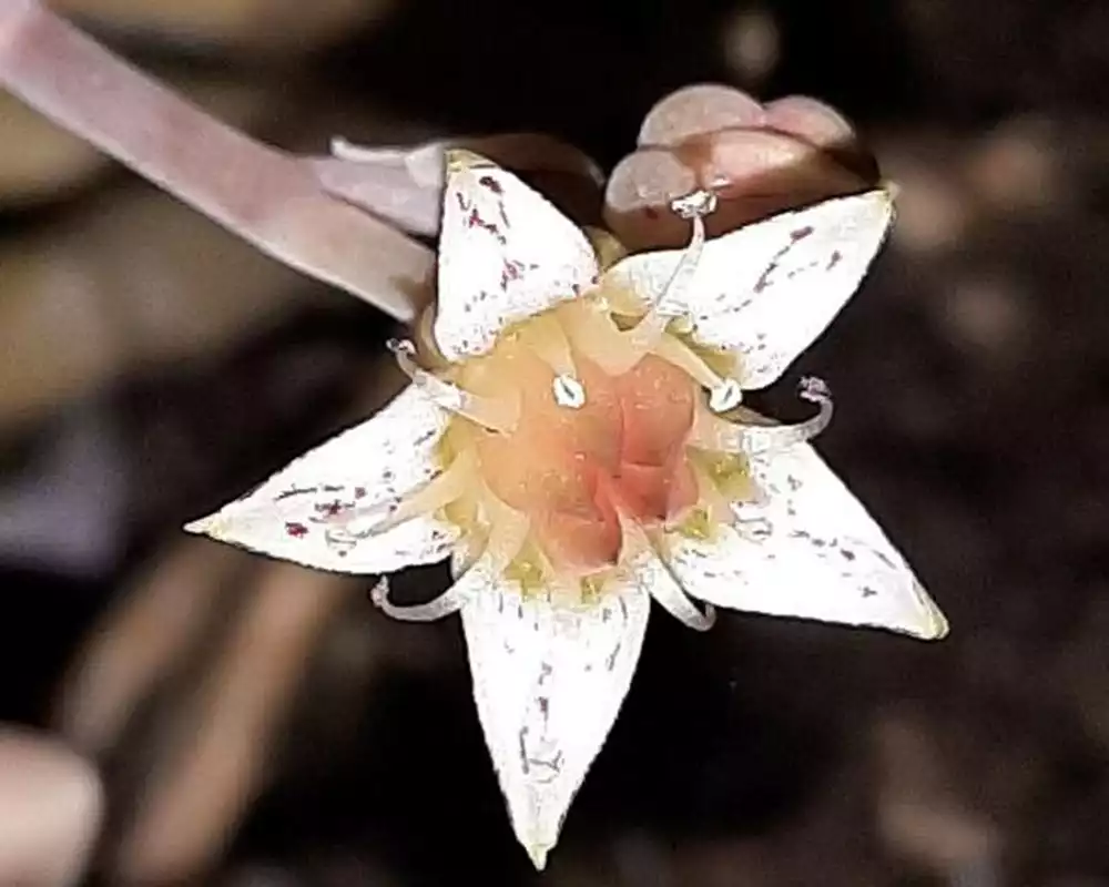 Flor de Graptopetalum Superbum