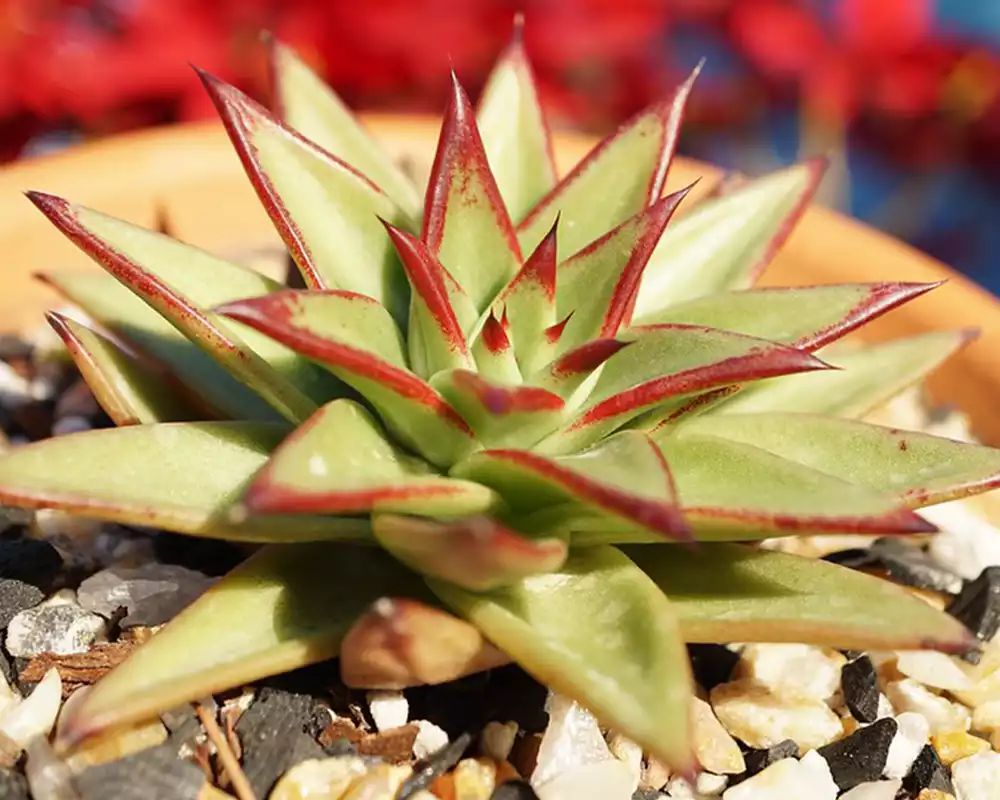 Echeveria agavoides Lipstick