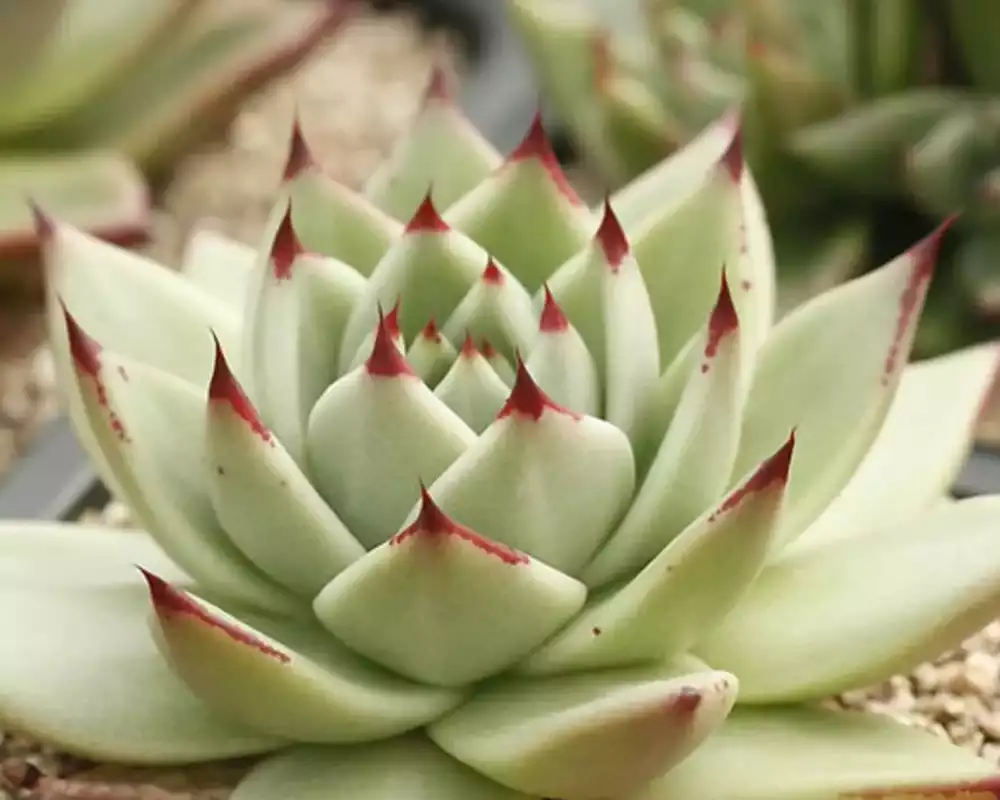 Echeveria agavoides Maria