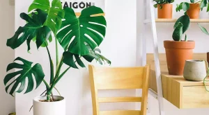 monstera deliciosa o costilla de Adán