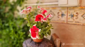 culidar las petunias