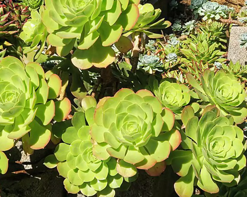 Echeveria agavoides Romeo