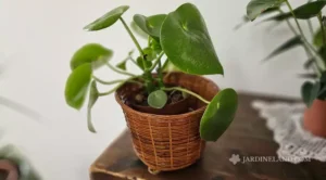 Pilea Peperomioides