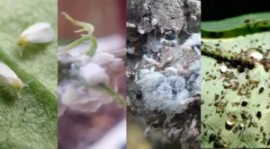 Los Bichos Blancos en las Plantas