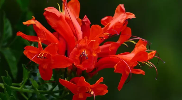 Bignonia Capensis