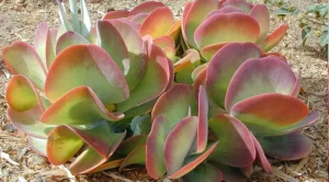 Kalanchoe Thyrsiflora