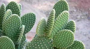 Opuntia Microdasys