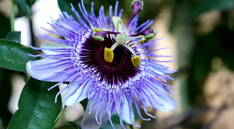 Pasiflora Caerulea