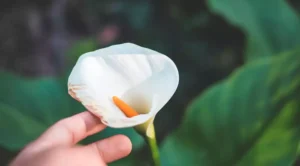 Zantedeschia Aethiopica