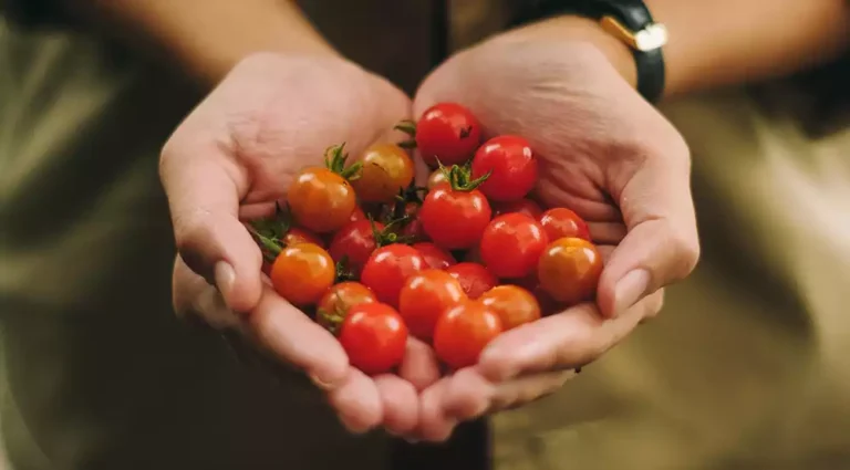 ¿Cuándo plantar tomates?