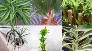 Dracaena