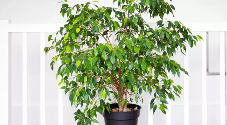 Ficus benjamina