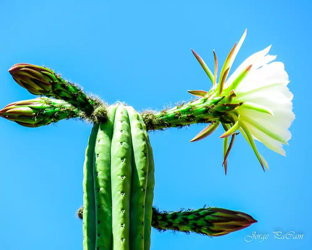 Flor de cactus san pedro