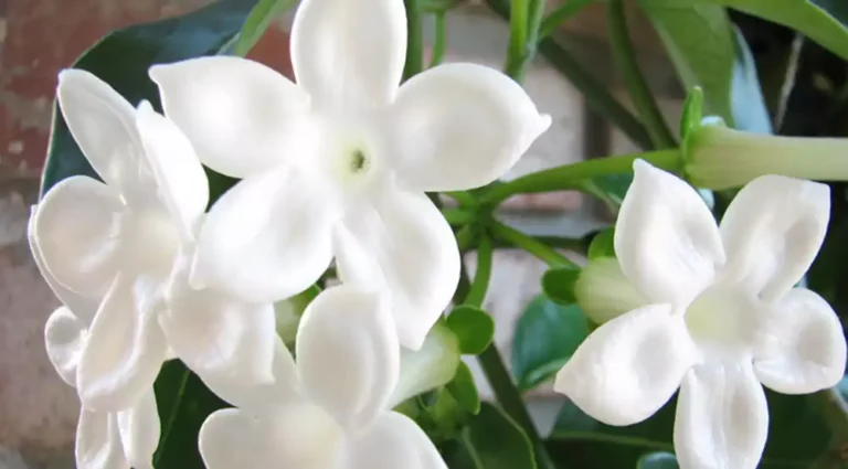 Jazmín de Madagascar