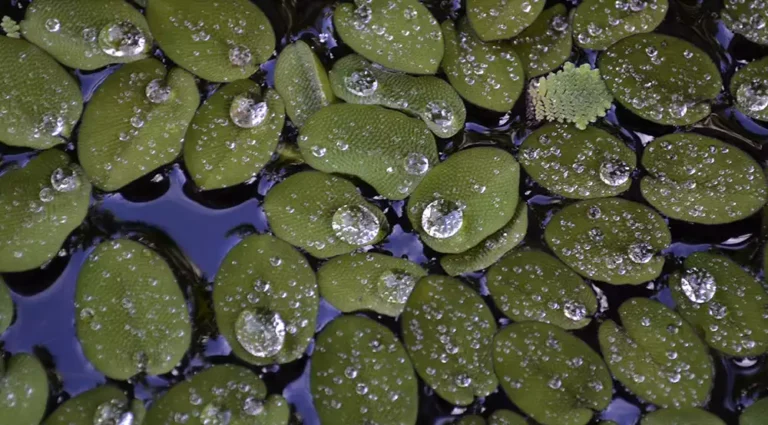 Lenteja de agua