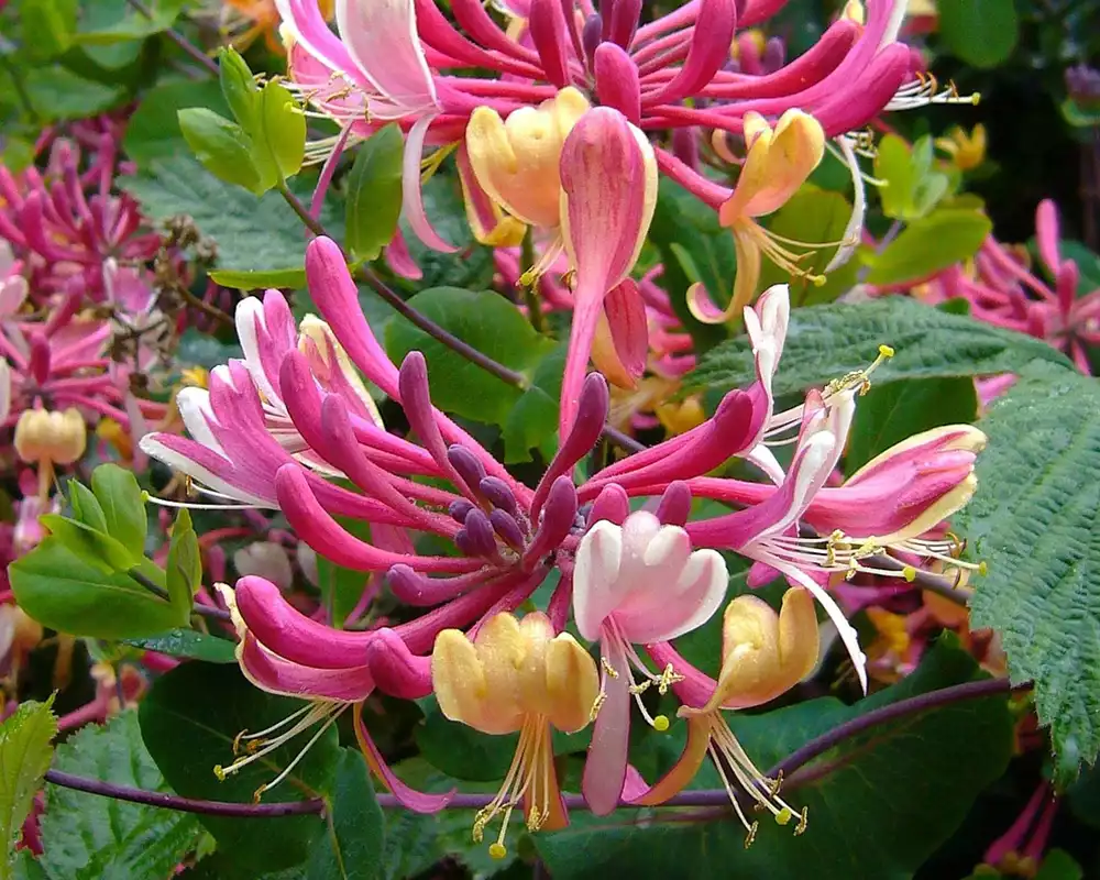 plantas trepadoras con flor: Madreselva