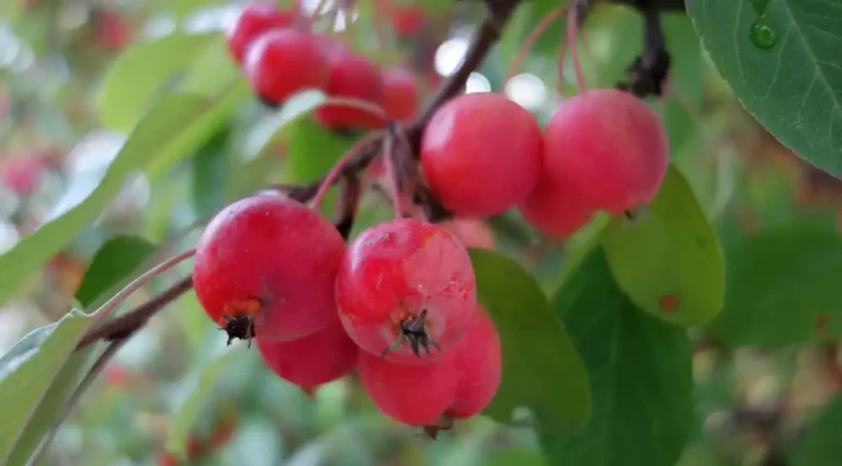 Malus everest
