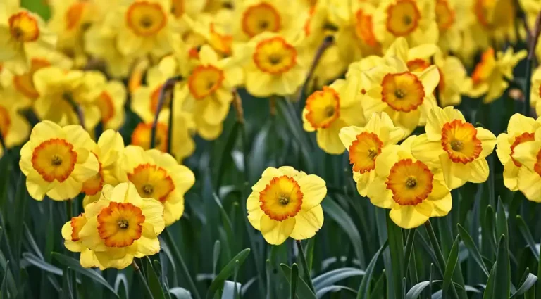 Narcisos