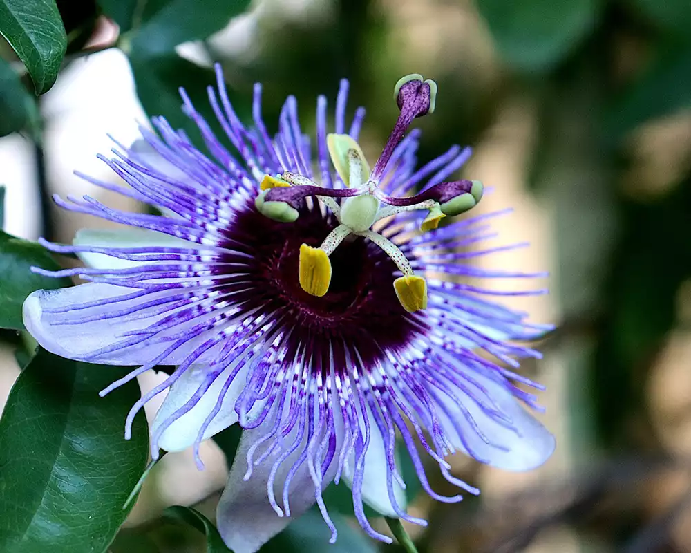 plantas trepadoras con flor: Pasiflora