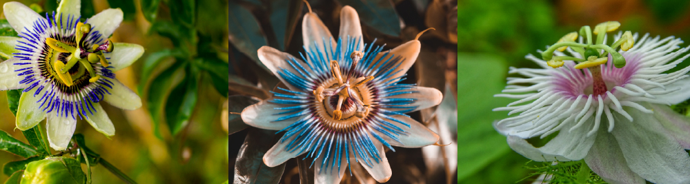 passiflora caerulea