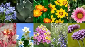 Plantas resistentes al sol