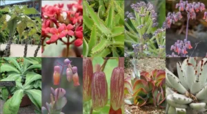 Tipos de Kalanchoe