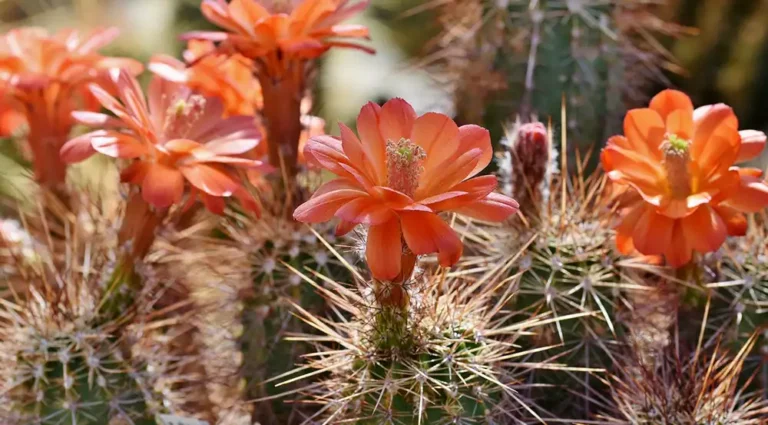 Tipos de cactus