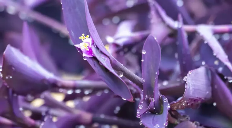 planta amor de hombre-purpura
