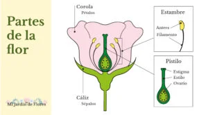 Partes de la flor