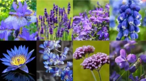 Flores azules