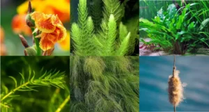 Tipos de plantas acuáticas