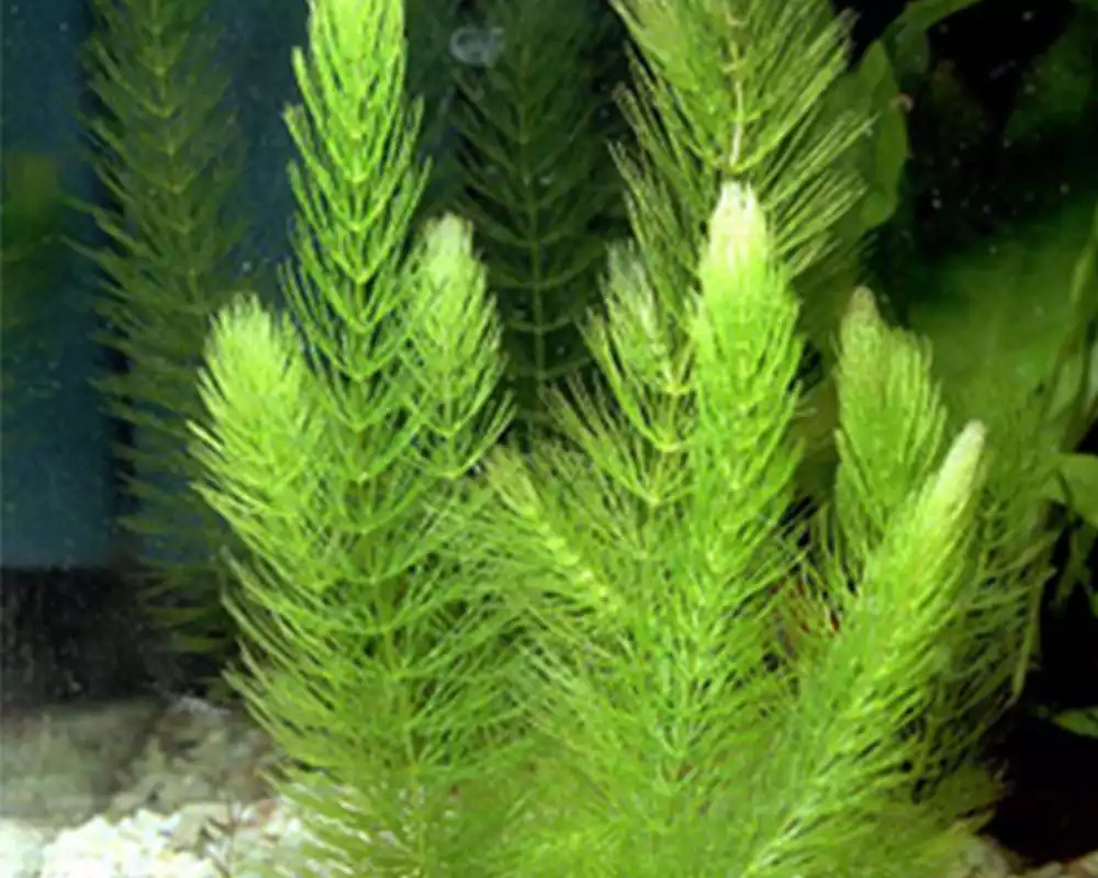 Planta acuáica Oxigenadora: Hornwort